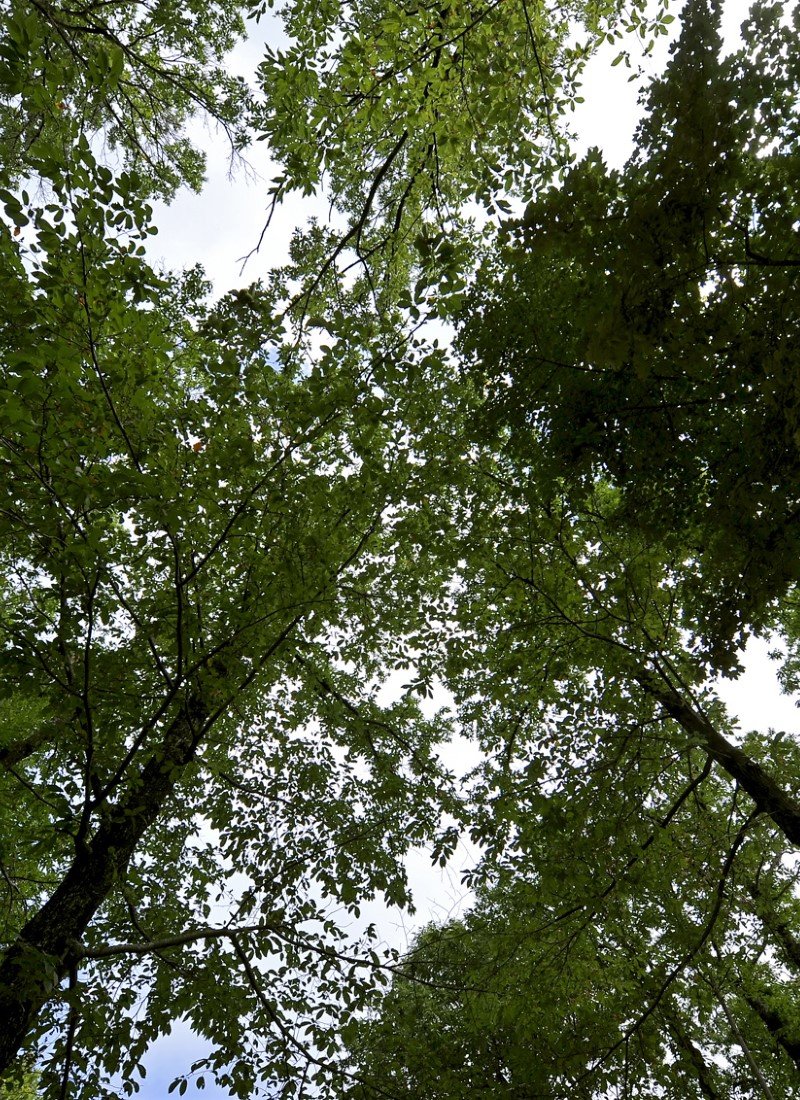 Visita il Ristorante la Foresta